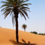 നജ്ജാശി രാജാവ് ; തണല് വിരിയിച്ച മാമരം